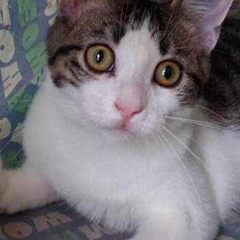 Bit O Honey -  Domestic Short Hair Cat for Adoption in Hudsonville, Michigan - Bit O Honey | PetCurious