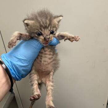 Nocturne -  Domestic Short Hair Cat for Adoption in Columbiana, Alabama - Nocturne | PetCurious