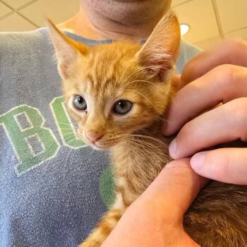 Potluck -  Domestic Medium Hair Cat for Adoption - Potluck | PetCurious