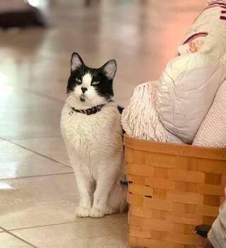 Willie -  Tuxedo Cat for Adoption in Plano, Texas - Willie | PetCurious