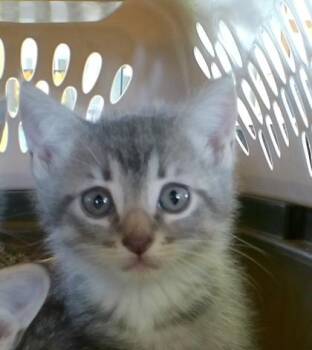 Dillon -  Domestic Short Hair Cat for Adoption in West Memphis, Arkansas - Dillon | PetCurious