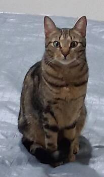 Samuel -  Domestic Short Hair Cat for Adoption in Bothell, Washington - Samuel | PetCurious