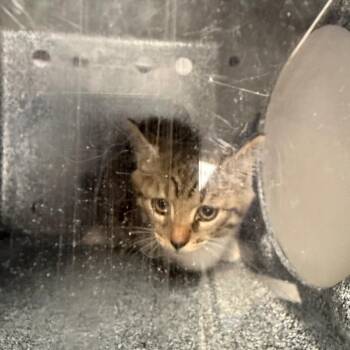 Catini -  Domestic Short Hair Cat for Adoption in Charlottesville, Virginia - Catini | PetCurious