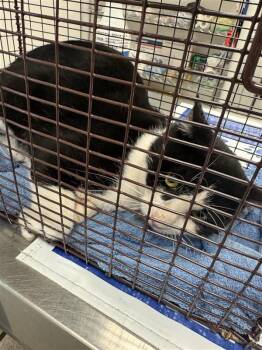 Stubbs -  Domestic Short Hair Cat for Adoption in Austin, Texas - Stubbs | PetCurious