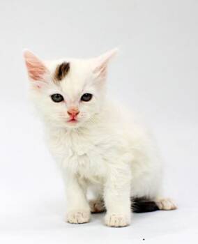 Salmon -  Domestic Short Hair Cat for Adoption in Morton Grove, Illinois - Salmon | PetCurious