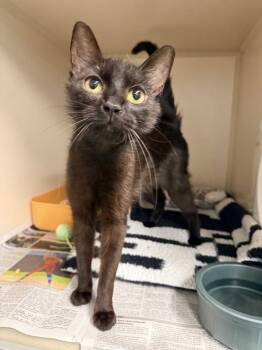 Primrose -  Domestic Short Hair Cat for Adoption in Pottsville, Pennsylvania - Primrose | PetCurious