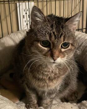 Domestic Short Hair Cats Available for Adoption - Kiko26 | PetCurious