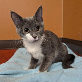 Manatee -  Domestic Short Hair Cat for Adoption in Rochester, Minnesota - Manatee | PetCurious