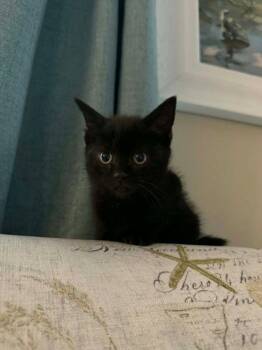 Carolina Reaper -  Domestic Short Hair Cat for Adoption in Hobart, Indiana - Carolina Reaper | PetCurious