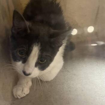 Rune -  Domestic Short Hair Cat for Adoption in Philadelphia, Pennsylvania - Rune | PetCurious