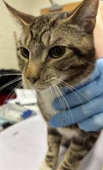 FIZZ -  Domestic Short Hair Cat for Adoption - FIZZ | PetCurious