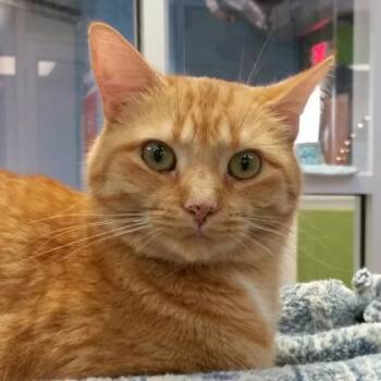 Domestic Short Hair Cats Available for Adoption - Carrot Cake | PetCurious