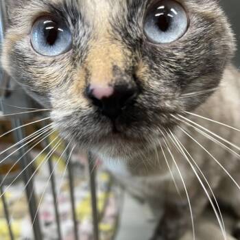Shila -  Domestic Short Hair Cat for Adoption in Saint Charles, Missouri - Shila | PetCurious