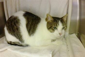 Domestic Short Hair Cats Available for Adoption in Omaha, Nebraska - MOUSE | PetCurious