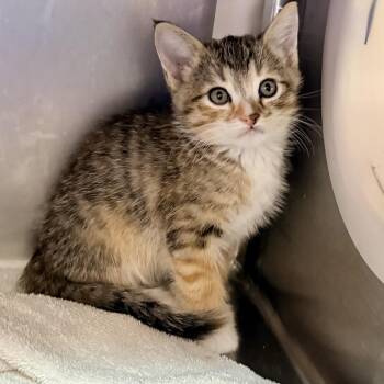 Dough -  Domestic Short Hair Cat Available for Adoption in Palm Springs, California - Dough | PetCurious
