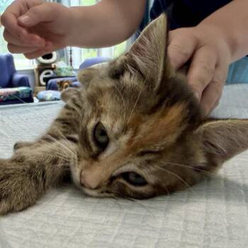 Susie -  Domestic Short Hair Cat for Adoption in Falls Church, Virginia - Susie | PetCurious