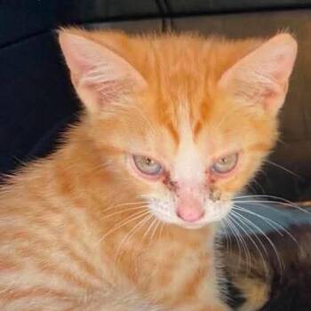 Mork 2 -  Domestic Short Hair Cat for Adoption in Winchester, Virginia - Mork 2 | PetCurious