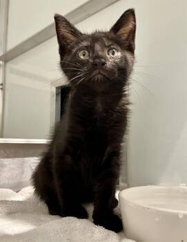 LINUS -  Domestic Medium Hair Cat for Adoption in San Francisco, California - LINUS | PetCurious