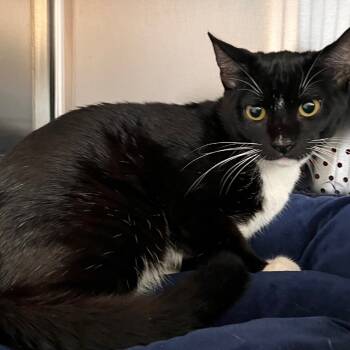 Rescue Domestic Short Hair Cats for Adoption in Sarasota, Florida - Brussel Sprout (6) | PetCurious