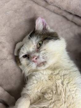 Domestic Short Hair Cats Available for Adoption in West Chester, Pennsylvania - Bowie | PetCurious