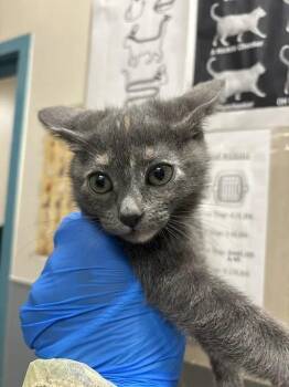 MIKASA -  Domestic Short Hair Cat for Adoption in Las Vegas, Nevada - MIKASA | PetCurious