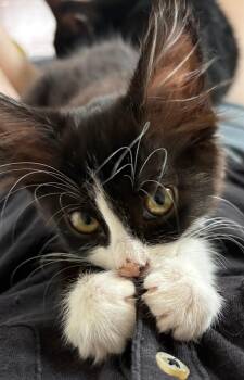 Mercedes -  Domestic Short Hair Cat for Adoption in Albuquerque, New Mexico - Mercedes | PetCurious