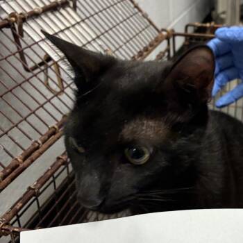 Turquoise -  Domestic Short Hair Cat Available for Adoption in TIMBERCRK CYN, Texas - Turquoise | PetCurious