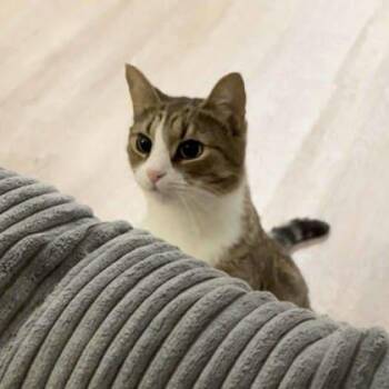 Domestic Short Hair Cats Available for Adoption - Winter | PetCurious