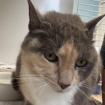 Miss Kitty -  Domestic Medium Hair Cat for Adoption in Greensboro, Georgia - Miss Kitty | PetCurious