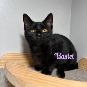 Bastet -  American Shorthair Cat for Adoption in West Newton, Pennsylvania - Bastet | PetCurious