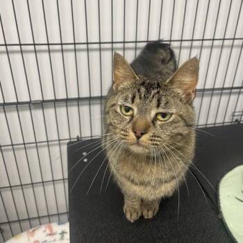 Sepia -  Domestic Short Hair Cat for Adoption in Georgetown, Kentucky - Sepia | PetCurious