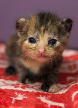 Leopard -  Domestic Short Hair Cat for Adoption in Carthage, Missouri - Leopard | PetCurious