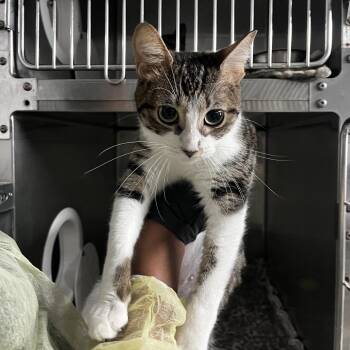 Smitten -  Domestic Short Hair Cat for Adoption in Lakeland, Florida - Smitten | PetCurious