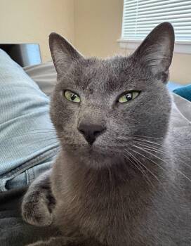 Russian Blue and Domestic Short Hair Cats Available for Adoption in Las Cruces, New Mexico - Skylar | PetCurious