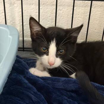 Sneakers -  Domestic Short Hair Cat for Adoption in Hampton Bays, New York - Sneakers | PetCurious