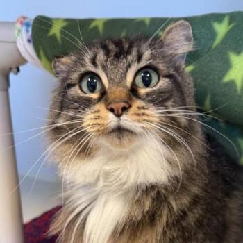 Domestic Long Hair Cats Available for Adoption in Lansing, Michigan - Muffin | PetCurious