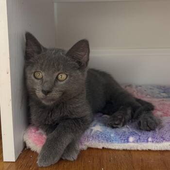 Rescue Domestic Short Hair Cats for Adoption in Waterloo, Iowa - Indigo | PetCurious