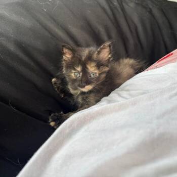 Merry -  Domestic Short Hair Cat for Adoption in West Olive, Michigan - Merry | PetCurious