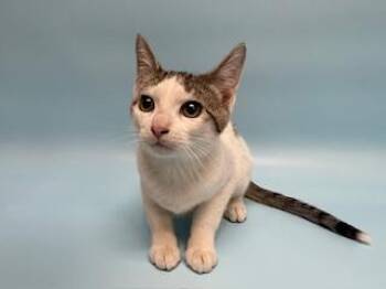 Domestic Short Hair Cats Available for Adoption - Alfalfa | PetCurious