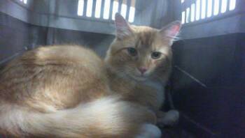 PLINKO -  Domestic Medium Hair Cat for Adoption in Charlotte, North Carolina - PLINKO | PetCurious