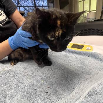 Della -  Domestic Short Hair Cat for Adoption in Mt. Juliet, Tennessee - Della | PetCurious