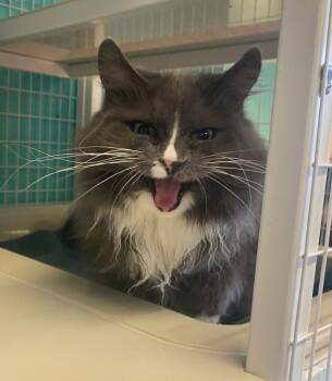 Domestic Long Hair Cats Available for Adoption - Noel | PetCurious