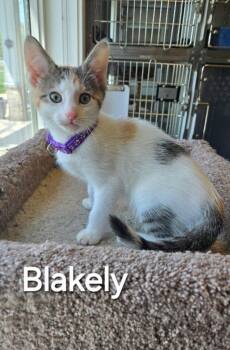 Domestic Short Hair Cats Available for Adoption in Sidney, Ohio - Blakely | PetCurious