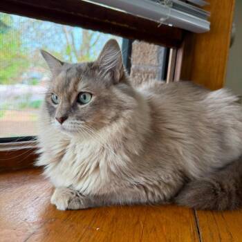 Tali -  Domestic Long Hair Cat for Adoption in Reno, Nevada - Tali | PetCurious