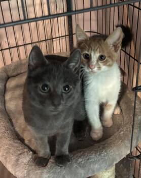Mac -  Domestic Short Hair Cat for Adoption in Spring City, Pennsylvania - Mac | PetCurious