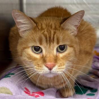 Midas -  Domestic Short Hair Cat for Adoption in Salt Lake City, Utah - Midas | PetCurious