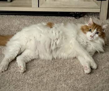 Domestic Long Hair Cats Available for Adoption in Greenville, South Carolina - Tommie - AR | PetCurious