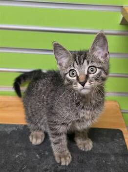 ROMEO -  Domestic Short Hair Cat for Adoption in St. Peters, Missouri - ROMEO | PetCurious