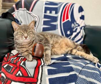 Gus -  Domestic Short Hair Cat for Adoption in Springfield, Vermont - Gus | PetCurious