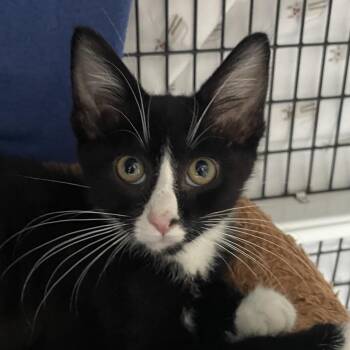 Domestic Short Hair Cats Available for Adoption in Chicago, Illinois - Roman | PetCurious